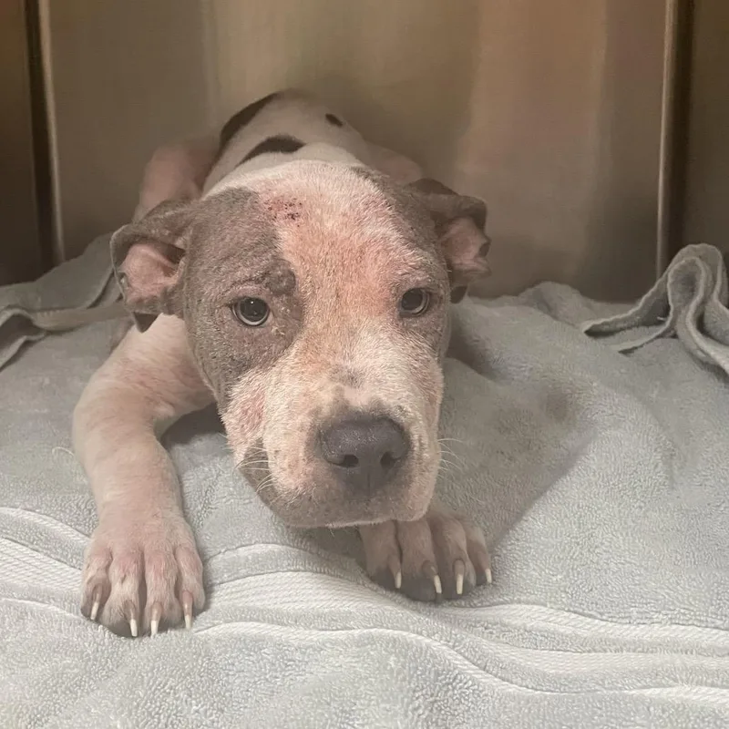 A baby small-sized male White / Cream Pit Bull Terrier dog named Panda for adoption in Pasadena, CA