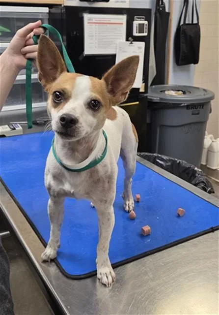 An adult small-sized male Parson Russell Terrier dog named Pico for adoption in Phoenix, AZ