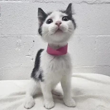 A baby small-sized female Black Domestic Short Hair cat named Dirndl for adoption in Saint Louis, MO