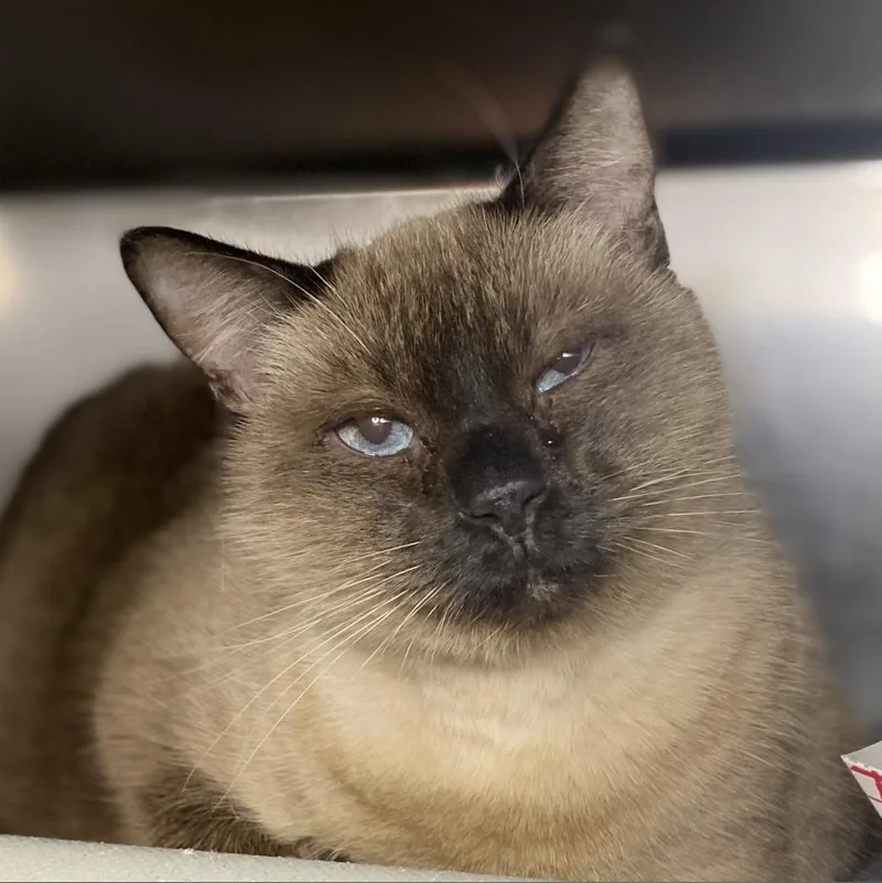 A senior medium-sized female Siamese cat named Gnocchi for adoption in Palm Springs, CA