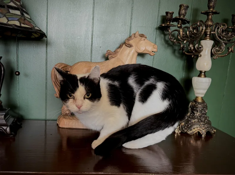 An adult medium-sized female Black & White / Tuxedo Domestic Short Hair cat named Ceviche AKA CeCe for adoption in Hagerstown, MD