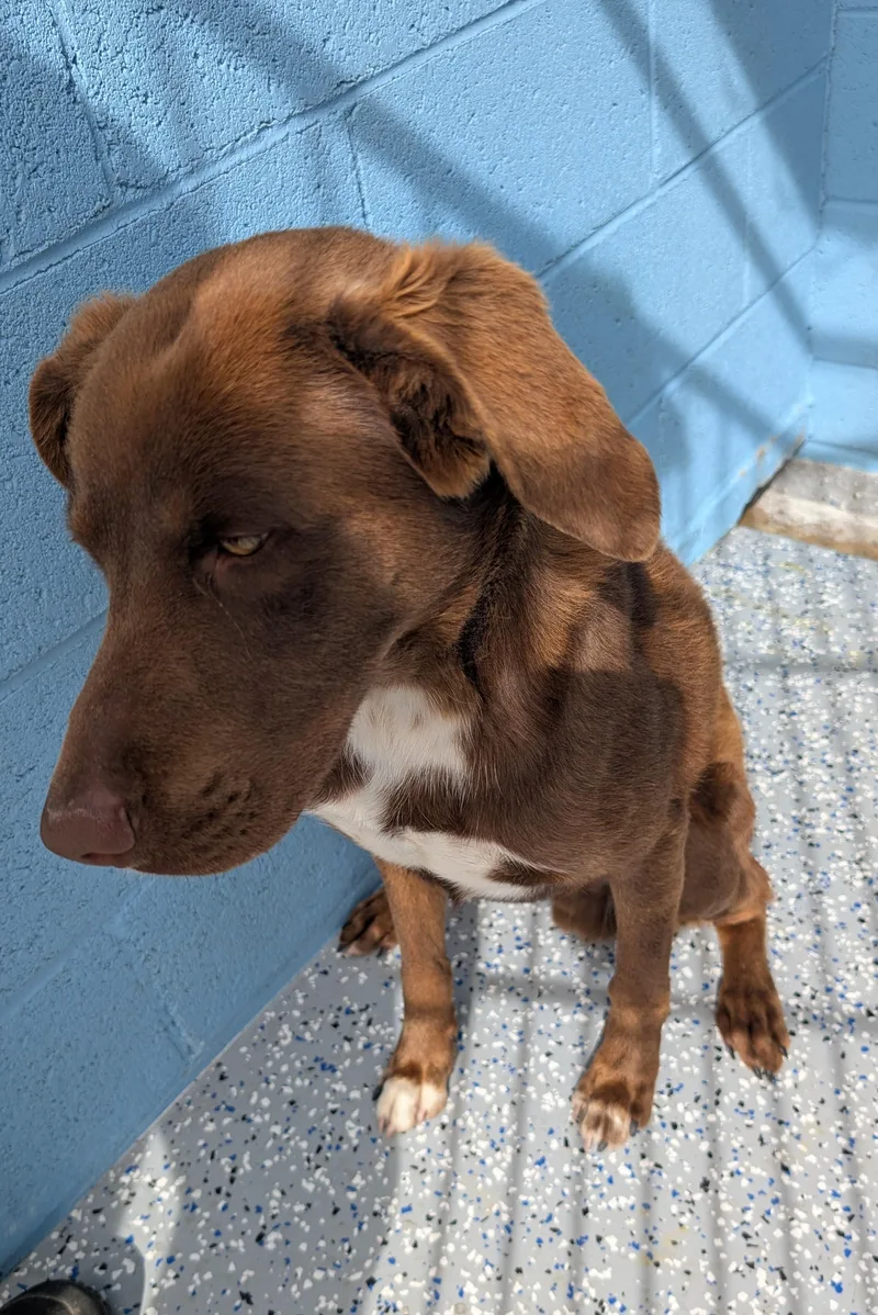 A young medium-sized male Red / Chestnut / Orange Labrador Retriever dog named Bowzer for adoption in Benson, AZ