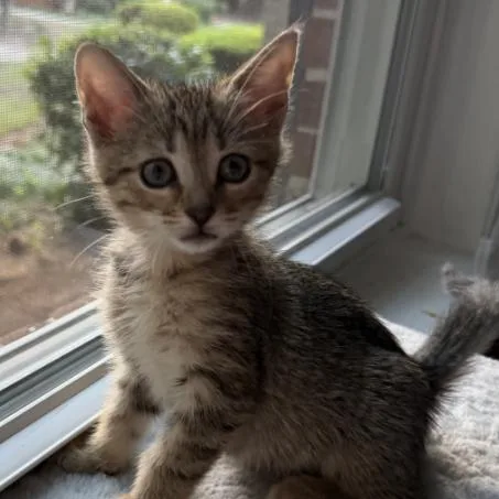 A baby small-sized female Domestic Short Hair cat named Mora for adoption in Cumming, GA
