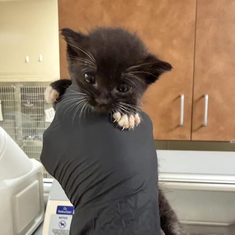 A baby small-sized male Domestic Short Hair cat named Wish Bear for adoption in Winston-Salem, NC