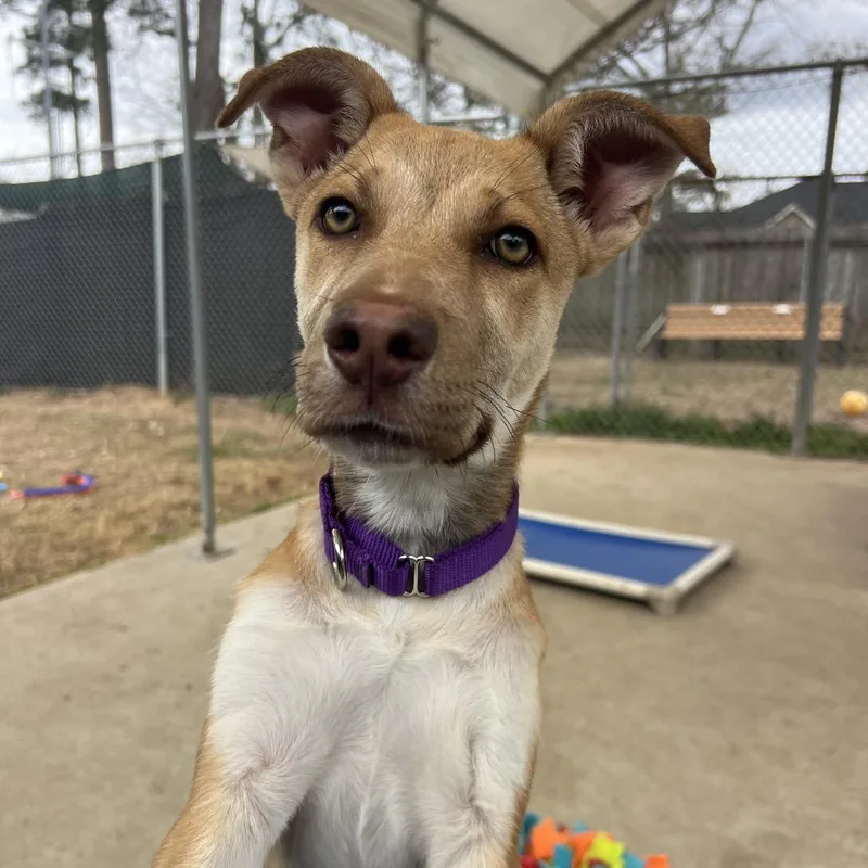 A young medium-sized female Yellow / Tan / Blond / Fawn Yellow Labrador Retriever dog named Allie for adoption in Spring, TX