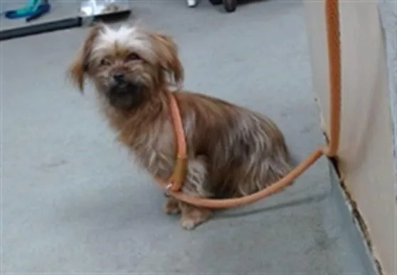 A young small-sized female Terrier dog named Sally for adoption in Salinas, CA