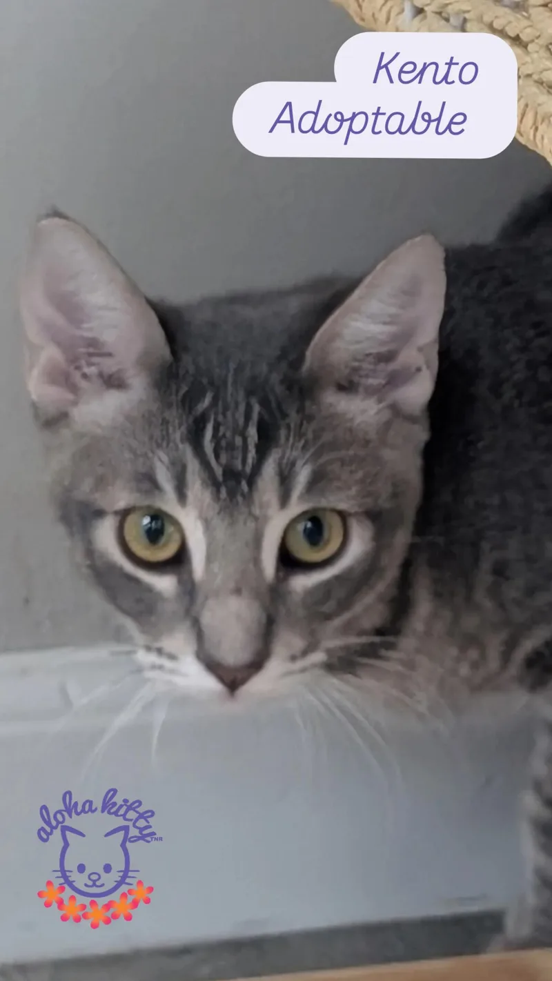 A baby medium-sized male Gray / Blue / Silver Domestic Short Hair cat named Kento for adoption in Honolulu, HI