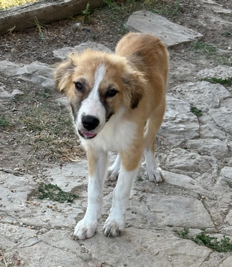 A young medium-sized male Great Pyrenees dog named Sheldon — The Gentle for adoption in Houston, TX