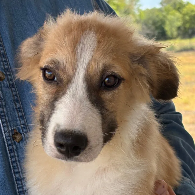 Sheldon — The Gentle thumbnail 2