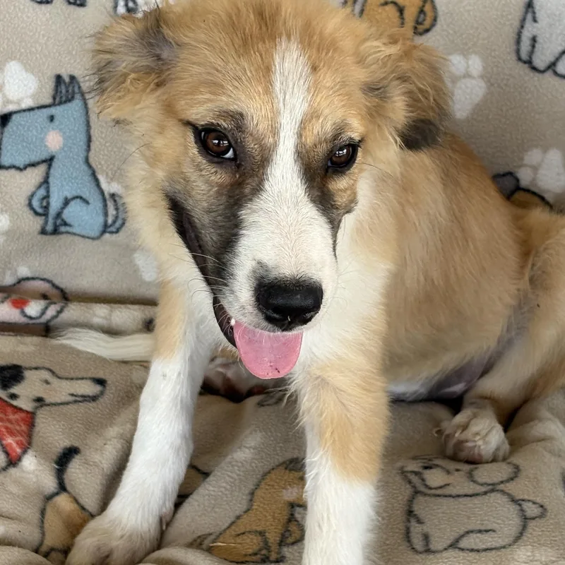 Sheldon — The Gentle thumbnail 4