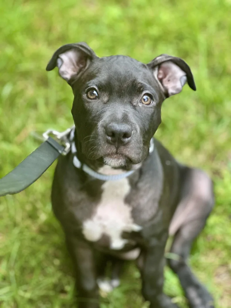 A baby large-sized female Pit Bull Terrier dog named Zoey NJ for adoption in Rockaway, NJ