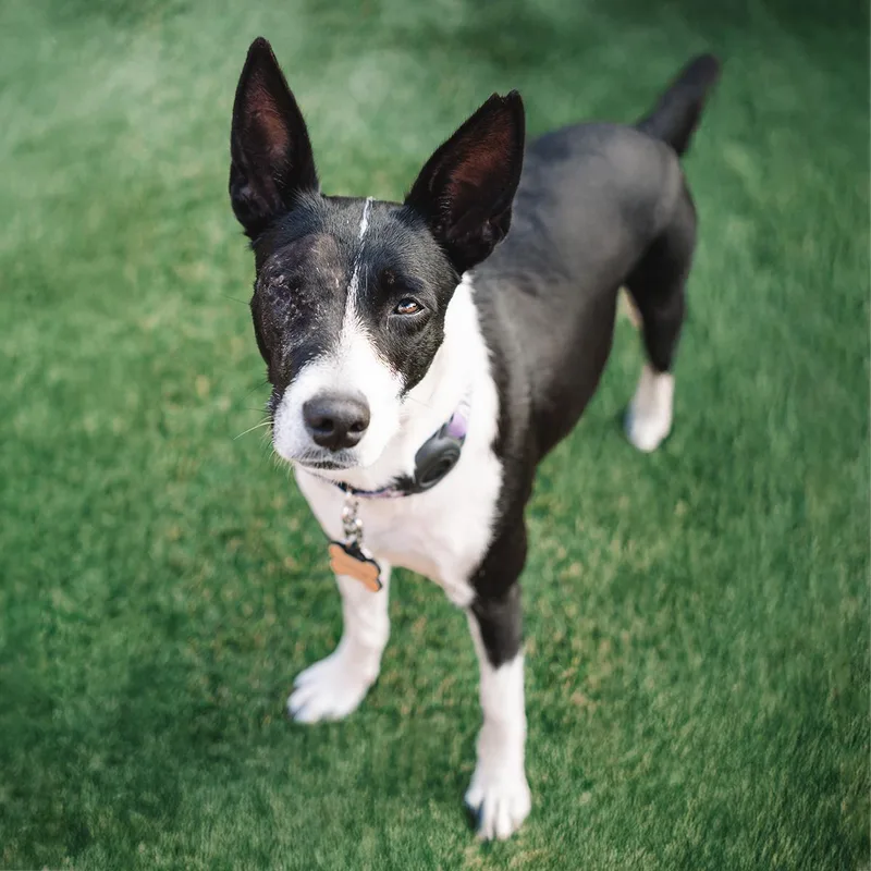 An adult medium-sized female Border Collie dog named Monet for adoption in San Diego, CA