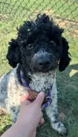 An adult small-sized male Poodle dog named Oreo for adoption in Kansas City, MO