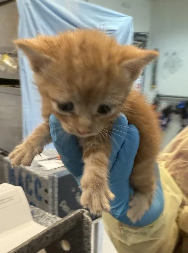 A baby small-sized female Domestic Short Hair cat named Runner for adoption in Ridgewood, NY