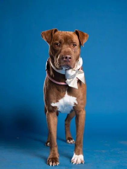 An adult medium-sized male Mixed Breed dog named Maxx for adoption in Atlanta, GA