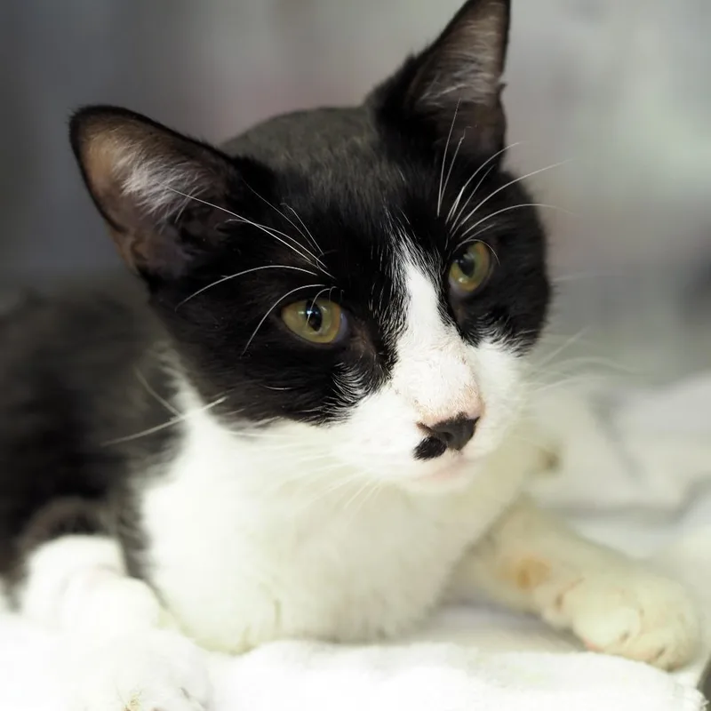 An adult large-sized male Black Domestic Medium Hair cat named Masquerade Ball for adoption in Austin, TX