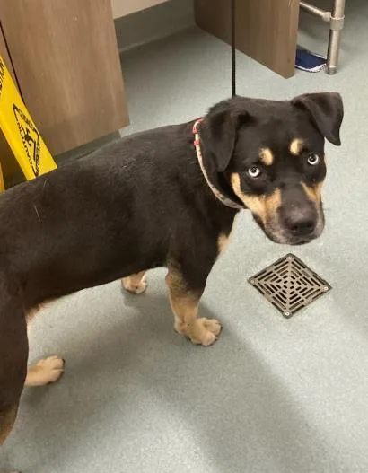 A young medium-sized female Entlebucher dog named Nova for adoption in Baytown, TX