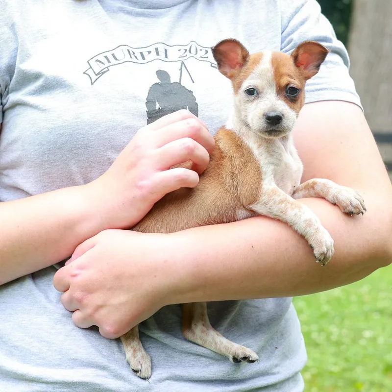 A baby small-sized female White / Cream Border Terrier dog named RhodesAvail for adoption in West Grove, PA