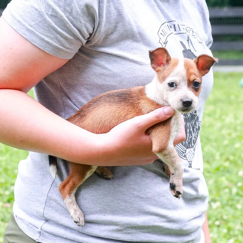 RhodesAvail thumbnail 2