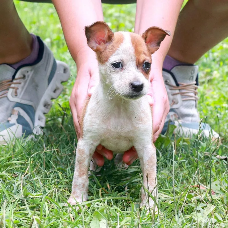 RhodesAvail thumbnail 4
