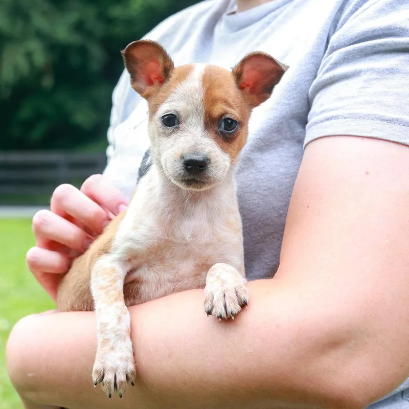 RhodesAvail thumbnail 5