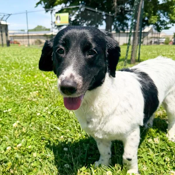 An adult medium-sized female English Springer Spaniel dog named Bridget Bonded Buddy for adoption in Des Moines, IA