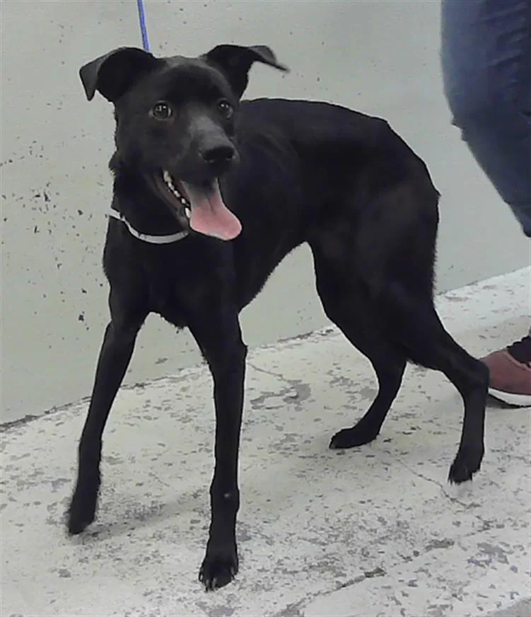 A young small-sized female German Shepherd Dog dog named Kira for adoption in Houston, TX
