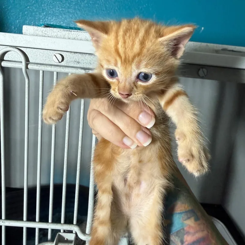 A baby small-sized male Orange / Red Domestic Short Hair cat named Tangerine for adoption in Wahiawa, HI