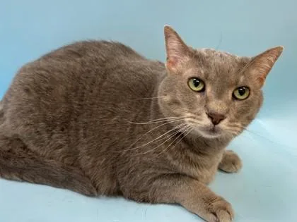 An adult small-sized female Domestic Short Hair cat named Bubbles for adoption in Woodbury, MN