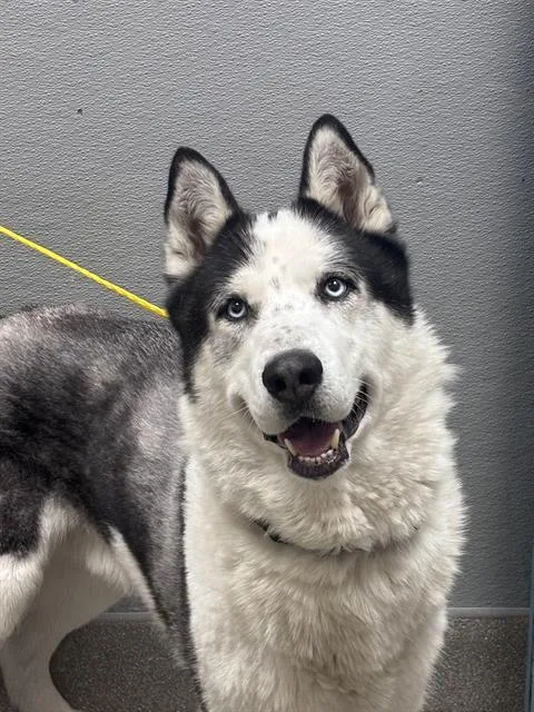 An adult large-sized male Siberian Husky dog named Boom for adoption in Las Vegas, NV