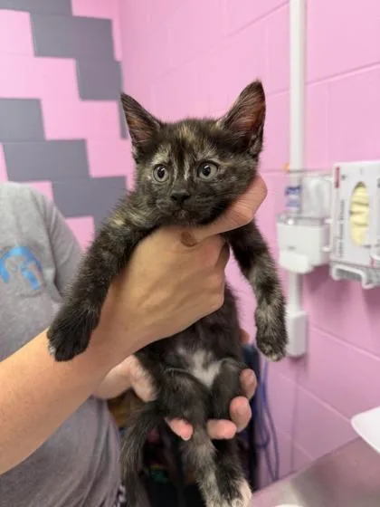 A young small-sized female Domestic Short Hair cat named Swiffer for adoption in Columbus, IN