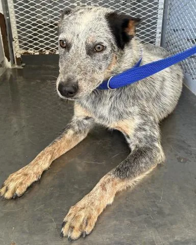 A young medium-sized male Australian Cattle Dog / Blue Heeler dog named Trock for adoption in Bakersfield, CA
