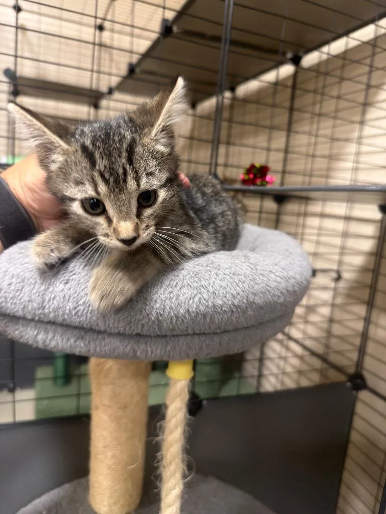 A baby small-sized female Domestic Short Hair cat named Shadow for adoption in La Verkin, UT