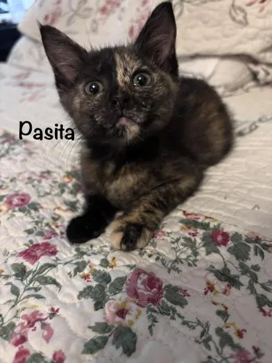 A baby small-sized female Domestic Medium Hair cat named Pasita for adoption in Liverpool, TX