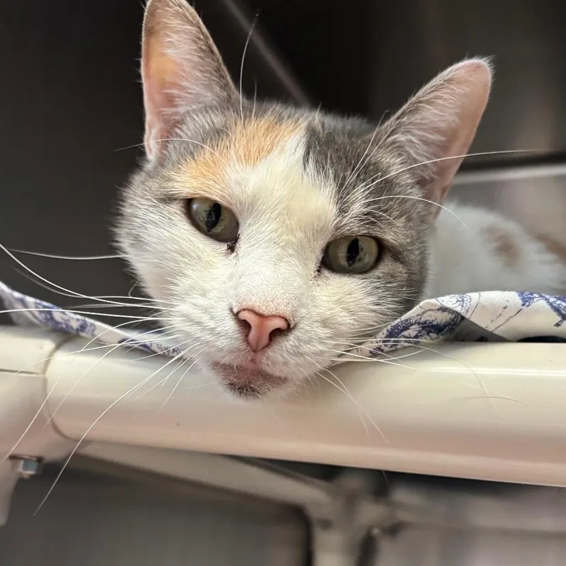 Butterscotch thumbnail 2