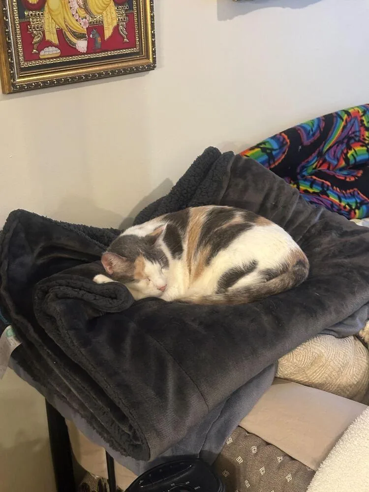 Butterscotch thumbnail 3