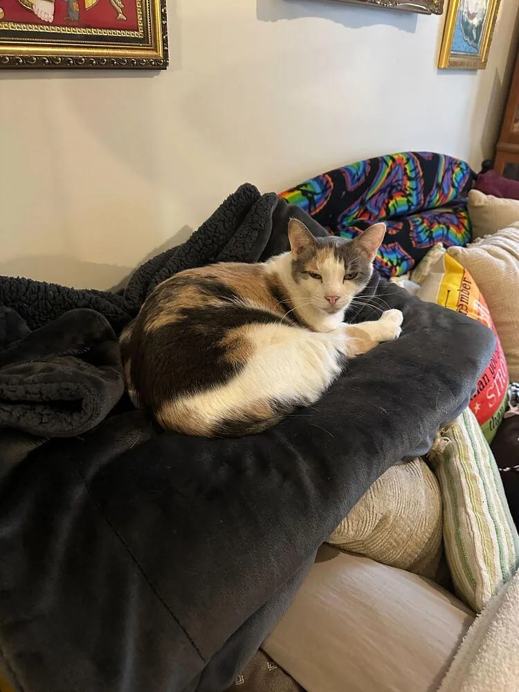 Butterscotch thumbnail 4