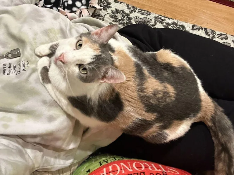 Butterscotch thumbnail 5