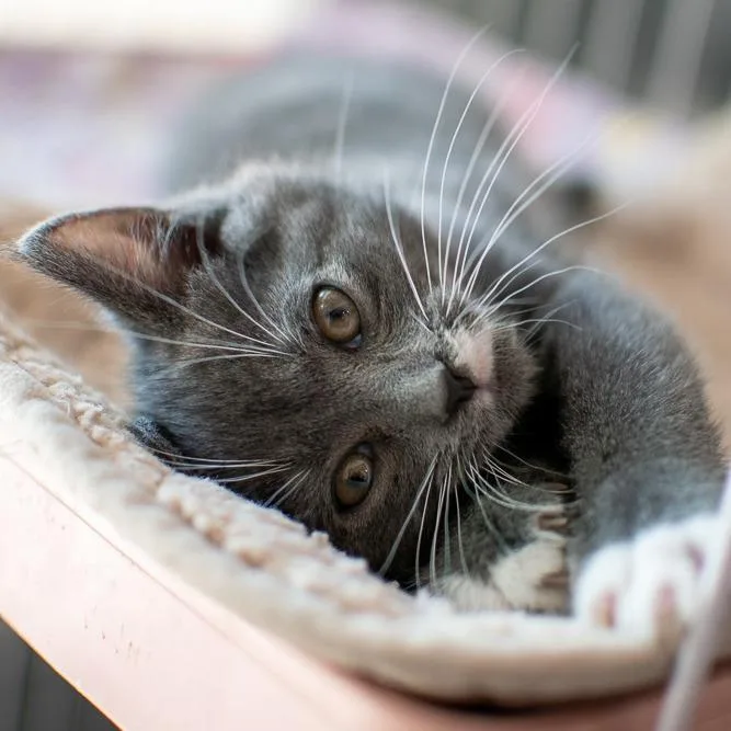 A baby small-sized male Gray / Blue / Silver Domestic Short Hair cat named Moonpie for adoption in Dayton, OH