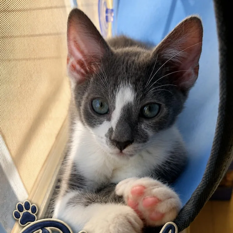 A baby small-sized male Gray / Blue / Silver Domestic Short Hair cat named Diesel for adoption in White, GA