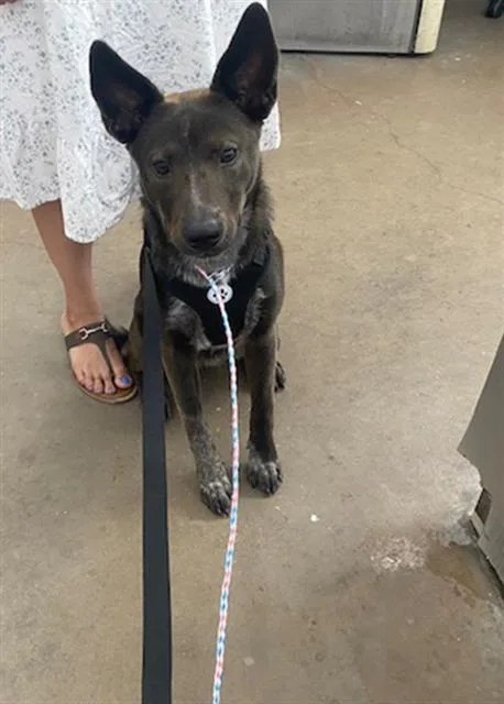 A young large-sized female Mixed Breed dog named Coco for adoption in Dallas, TX