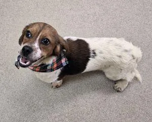 An adult small-sized female Beagle dog named Gidget for adoption in Bucyrus, OH