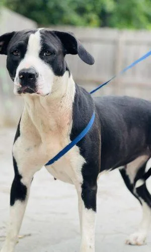 An adult large-sized female Black Pit Bull Terrier dog named Ac "smore" for adoption in Conyers, GA