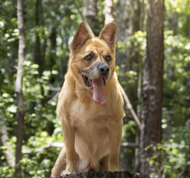 A senior large-sized male German Shepherd Dog dog named Forrest for adoption in Roswell, GA