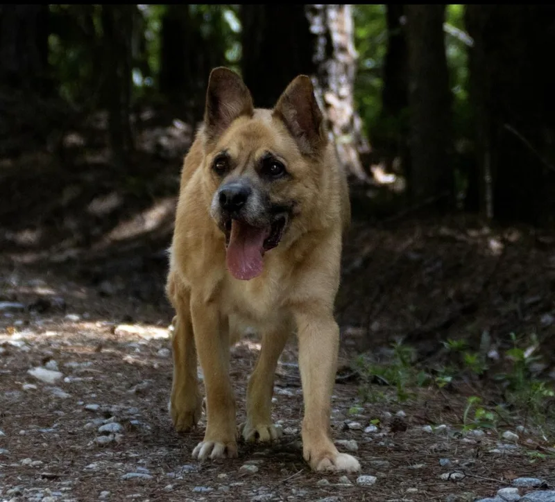 Forrest thumbnail 2
