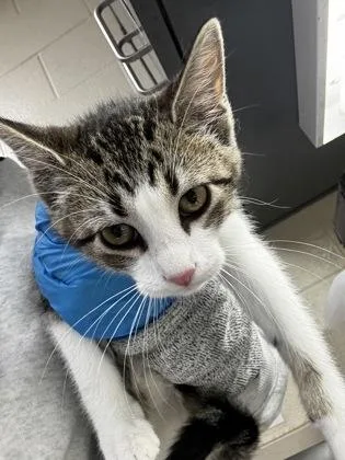 A baby medium-sized female Buff / Tan / Fawn Domestic Short Hair cat named June for adoption in Wichita, KS
