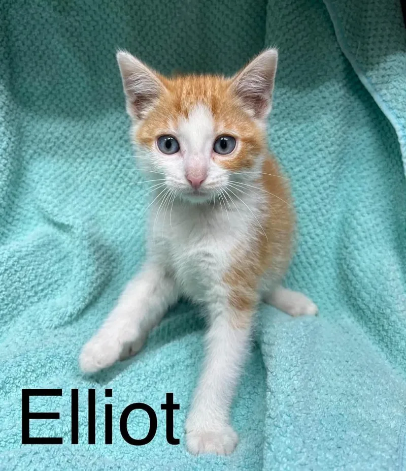 A baby small-sized male American Shorthair cat named Elliot for adoption in Princeton, IN
