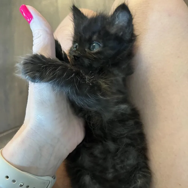 A baby small-sized male Black Domestic Short Hair cat named Pocket Lint Pablo for adoption in White, GA
