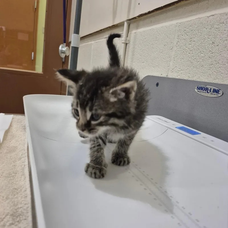 A baby small-sized male Brown / Chocolate Domestic Medium Hair cat named Jake for adoption in Upland, CA