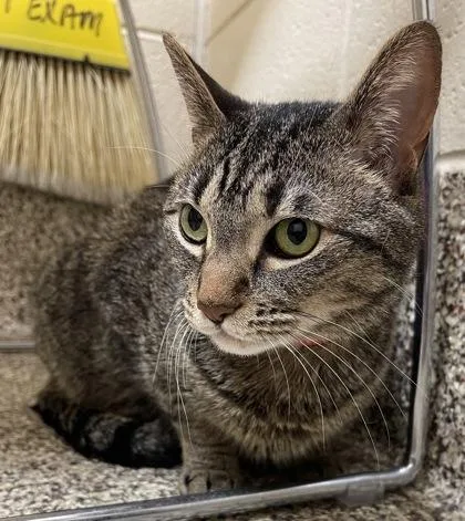 An adult medium-sized female Domestic Short Hair cat named Arabella for adoption in Westland, MI